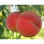 Саджанець Персик Вайн Голд в контейнері